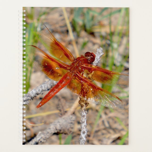 Dragonfly Laranja Do Planejador Lg (Frente)