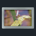 Dragonfly na folha de chuva<br><div class="desc">Dragonfly na folha de chuva Teal & púrpura Dragonfly Rainbow Dragonfly Rainbow Dragonfly Blue Dragonfly sobre flores roxas. Dragão, mosca, moscas, libélulas, libélulas, libélulas, voando, dragões, insetos, insetos, jardim, natureza, crescimento, plantas, libélulas e damalquetes, serenidade, diversão, verão, verão, alegria, alegria, verde</div>