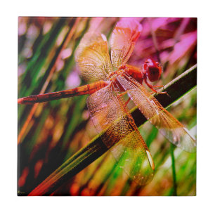 DRAGONFLY OURO HARMONY 2.jpg