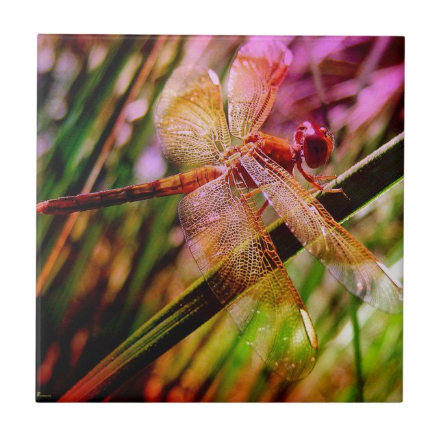 DRAGONFLY OURO HARMONY 2.jpg (Frente)