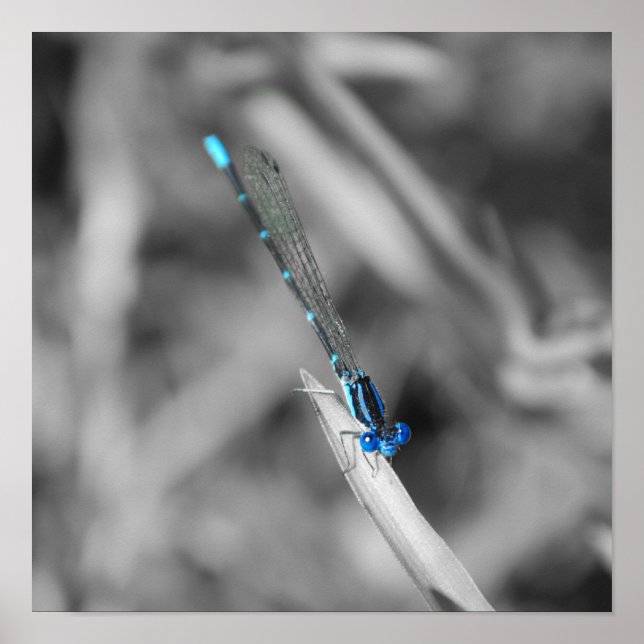 Dragonfly Poster (Frente)