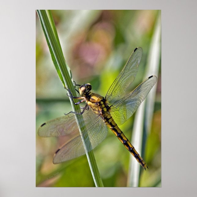 Dragonfly Poster (Frente)