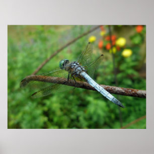 Dragonfly poster Blue Dasher