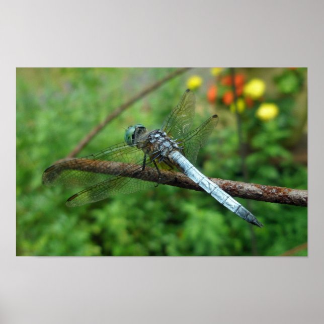 Dragonfly poster Blue Dasher (Frente)