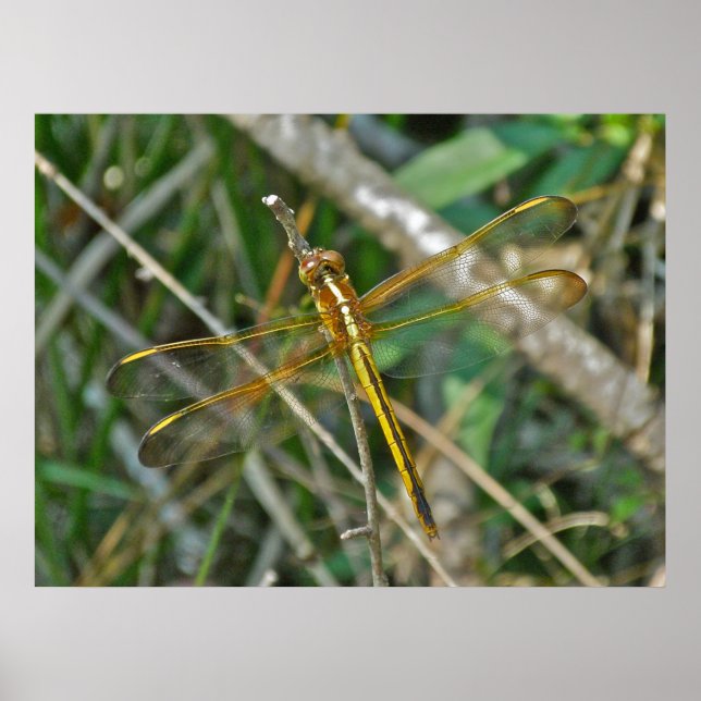 Dragonfly poster Ouro Meadowhawk (Sympetrum) (Frente)