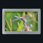 Dragonfly Teal & Purple<br><div class="desc">Dragonfly Teal & púrpura Rainbow Dragonfly Rainbow Dragonfly Dragonfly Blue Dragonfly sobre flores roxas. Dragão,  mosca,  moscas,  libélulas,  libélulas,  voando,  dragões,  insetos,  insetos,  jardim,  natureza,  crescimento,  plantas,  libélulas e moscas-damascos, </div>