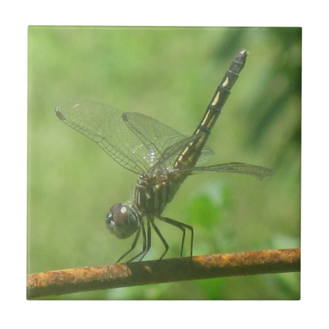 Dragonfly Trivet (Frente)