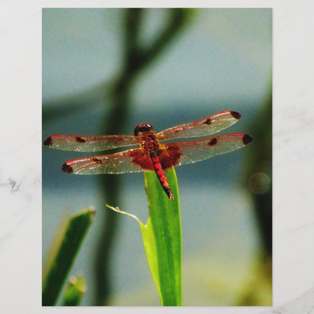 Dragonfly Vermelha e Negra (Frente)