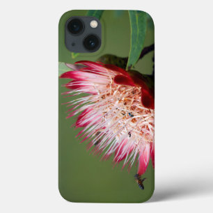 Drakensberg Sugarbush (Protea Dracomontana)