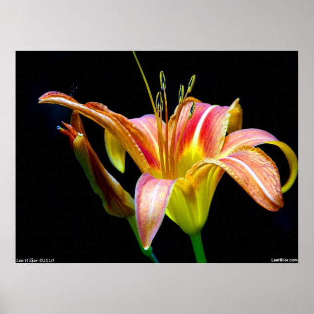 Dramatic Tawny Daylily Poster (Frente)