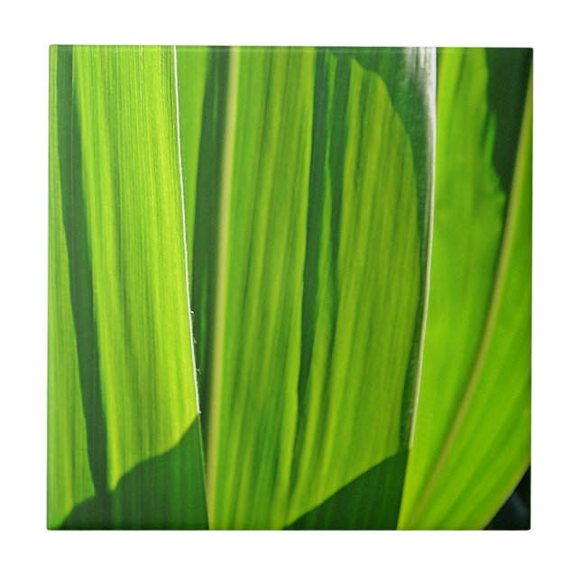 Drei grüne Maisblätter (Frente)
