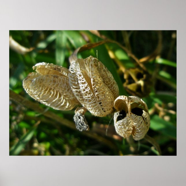Dried Lily Seed Pods Poster (Frente)