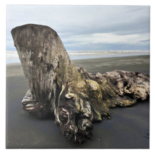 Driftwood na praia de Benson, no Cabo Desapontado,