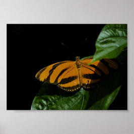 Dryad Impressão