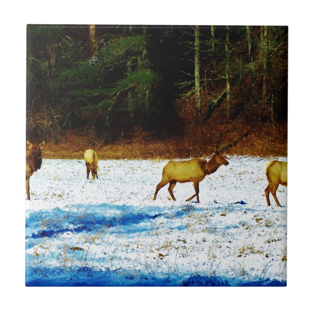 DSC00131.JPG (Frente)