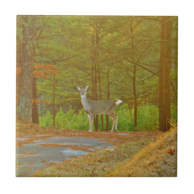 DSCF4041.JPG (Frente)