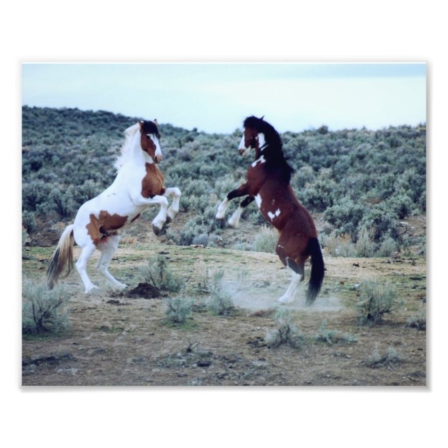 Dualing Wild Mustangs - Fotografia de Batalha de C (Frente)