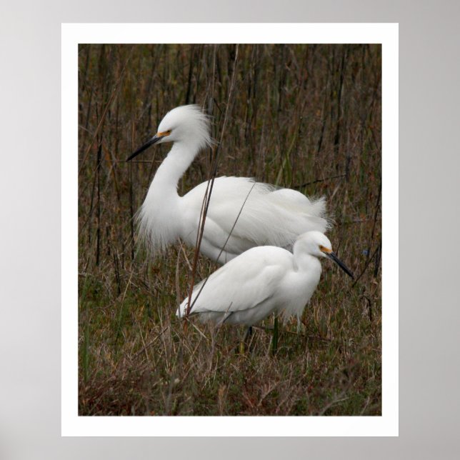 Duas Aves Egret Animais Selvagens Impressão (Frente)