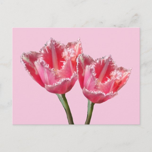 Duas Belas Tulipas Rosa. Cartão postal BG DIY (Frente)