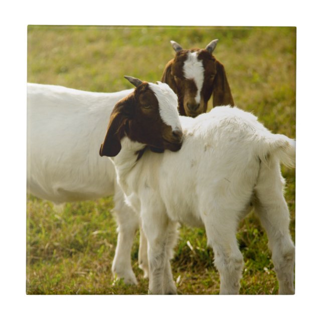 Duas cabras Boer fofas rústicas (Frente)