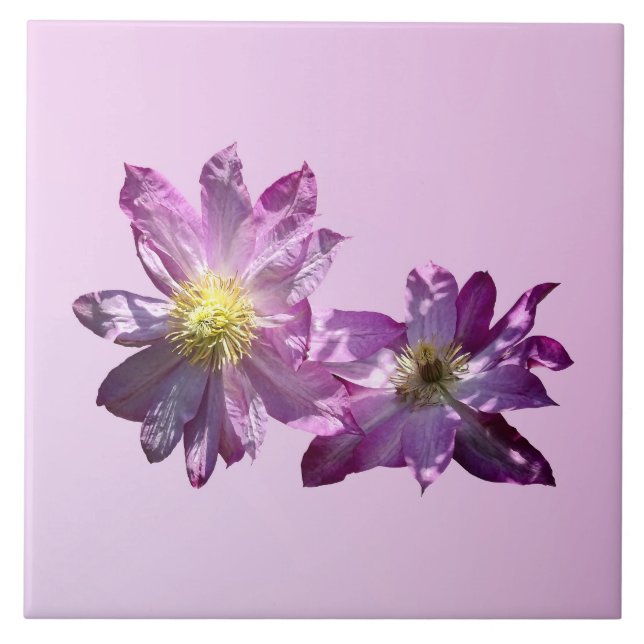 Duas Clematites Rosa (Frente)