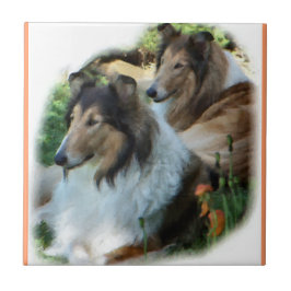 Duas Collies Sable Rough