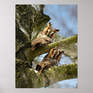 Duas Corujas na floresta, pássaros, Poster da vid