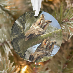 Duas corujas nos bosques, aves, ornamento da vida