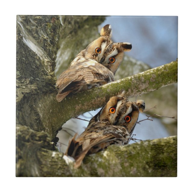 Duas Corujas nos Bosques, aves, vida selvagem Tel (Frente)