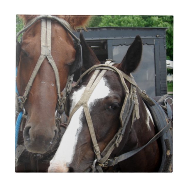 Duas Equipes De Cavalo Com Um Pinto (Frente)