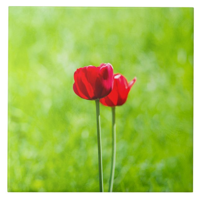Duas flores de tulipa vermelhas (Frente)