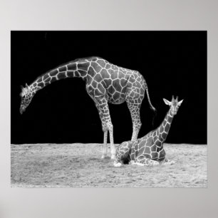 Duas Girafas em Poster preto e branco
