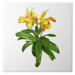Duas Orquídeas Amarelas
