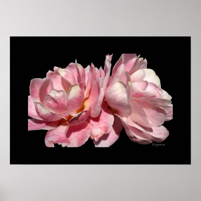 Duas rosas cor-de-rosa Poster Impressão preto (Frente)