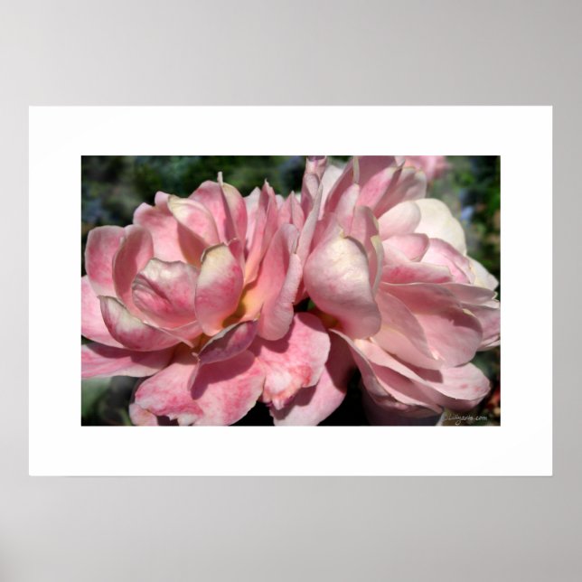 Duas Rosas Rosa Poster (Frente)