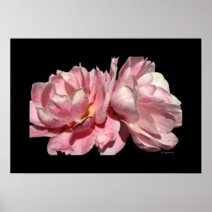 Duas Rosas Rosa Poster Impressão Preto