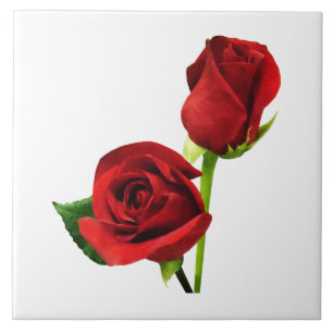 Duas Rosas vermelhas