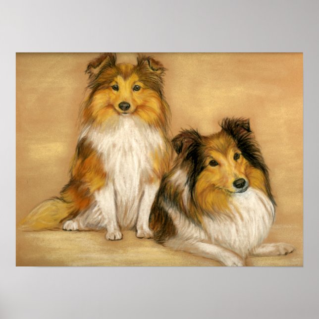 "Duas Shetland Sheepdog" Impressão de Arte Canina (Frente)