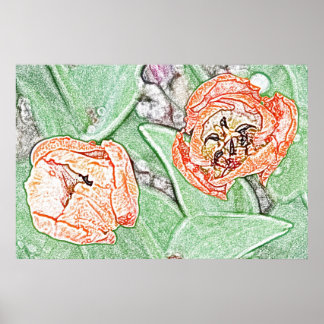 Duas tulipas laranja poster