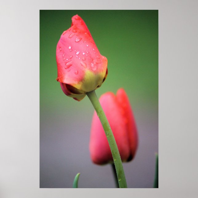 Duas Tulipas Rosa Poster (Frente)