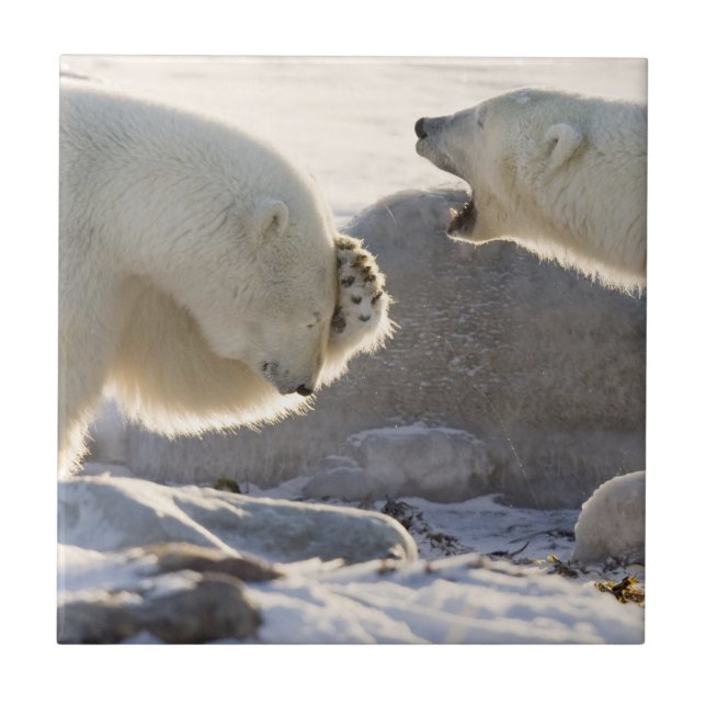 Duas Ursos Polares (Frente)