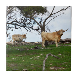 Duas vacas das Terras Altas cor cervo em terras ru