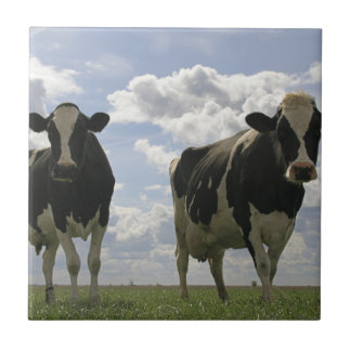 Duas vacas do frisão