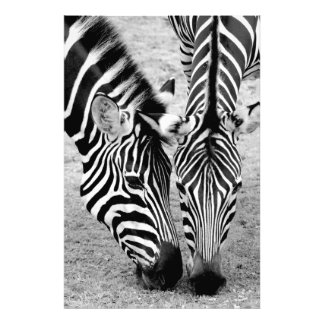 Duas zebras - impressão de fotos em preto e branco