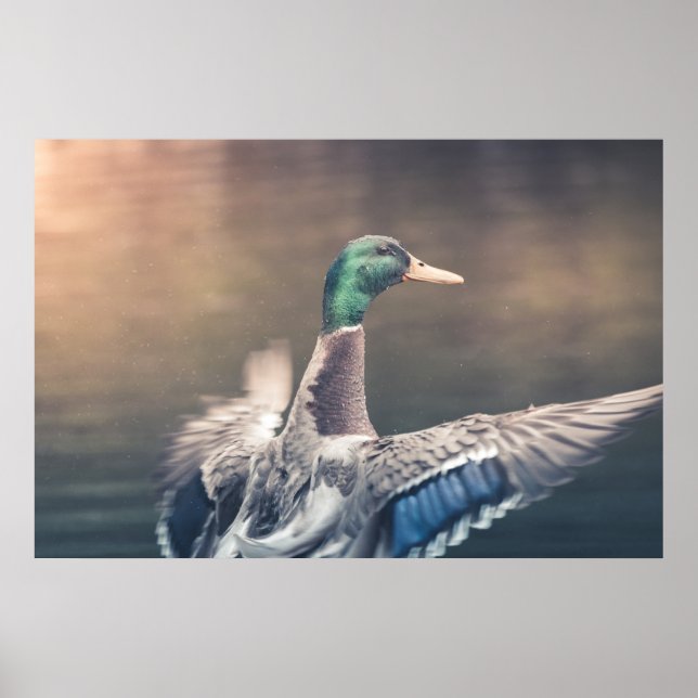 Duck Nature Photo Poster (Frente)