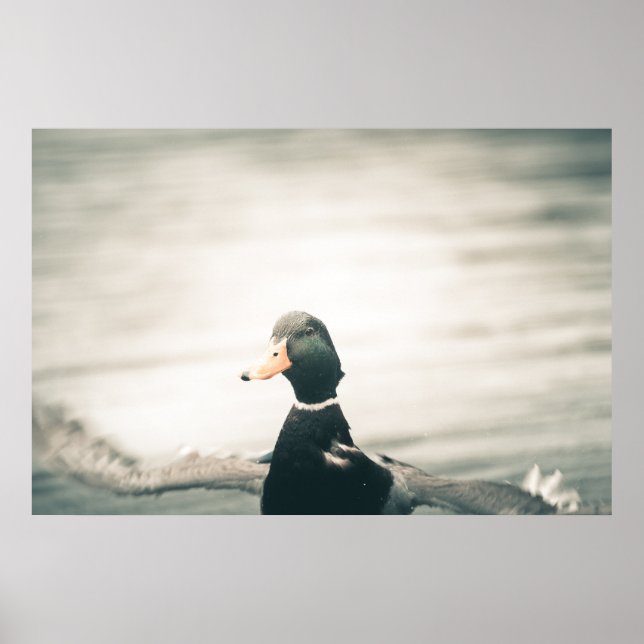 Duck Nature Photo Poster (Frente)