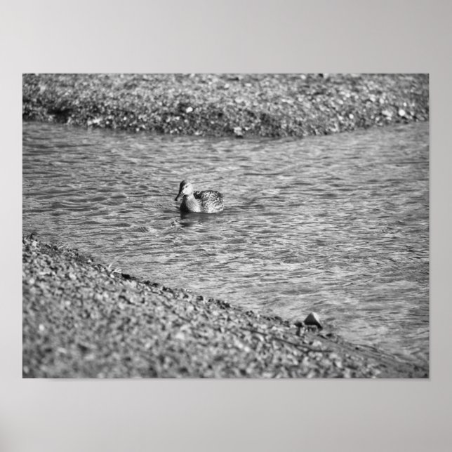 Duck Photo Poster (Frente)