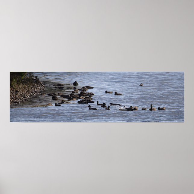 Ducks in Water Poster (Frente)