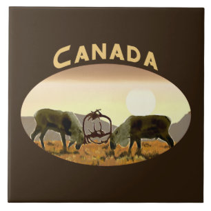 Duelo do caribu - Canadá