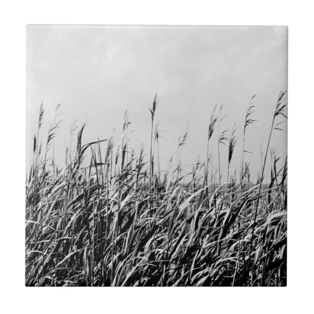 Dune Triptych III (Frente)